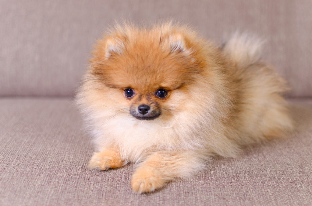 犬