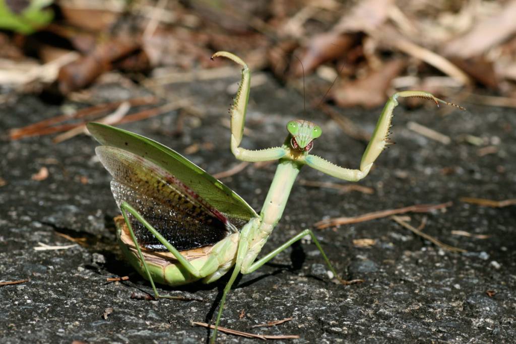 カマキリ