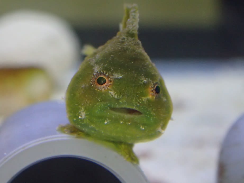 ダンゴウオ