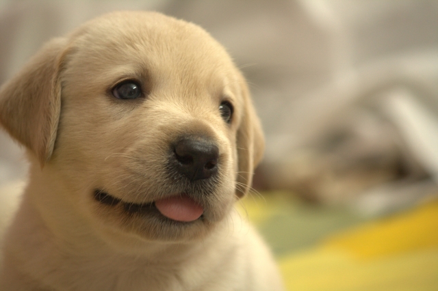 犬